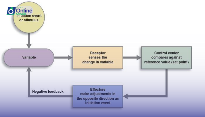 Lesson 02: Homeostatic Mechanisms and Feedback Systems